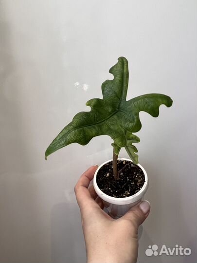 Алоказия Жаклин