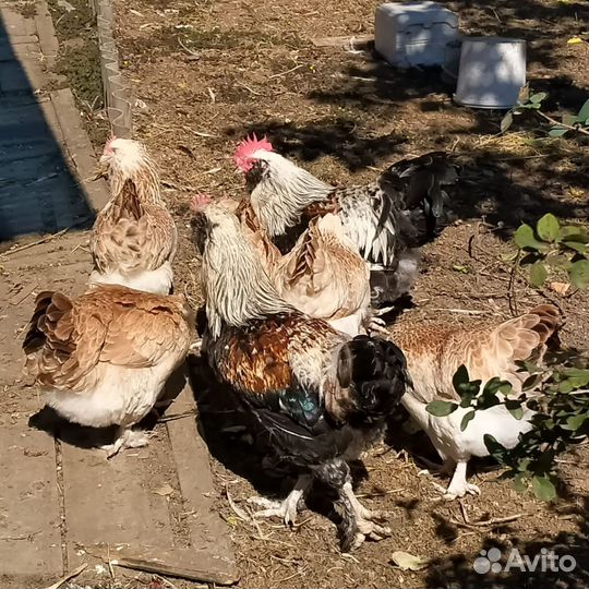 Инкубационное яицо.Фавероль