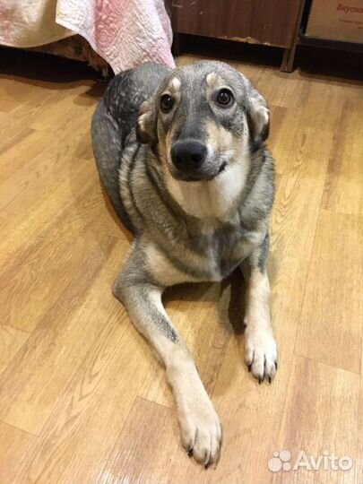 Собака для квартиры