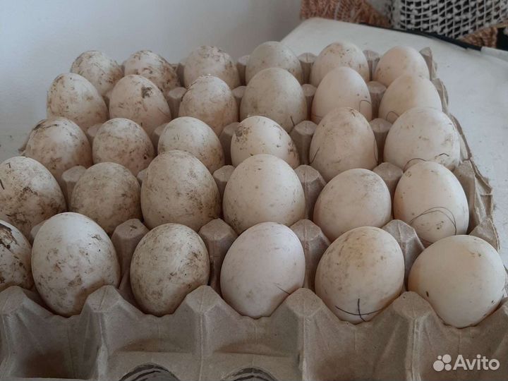 Утиные яйца домашние
