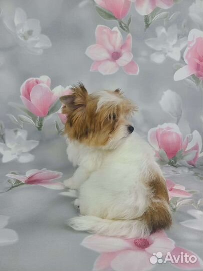 Девочка цветной йорк