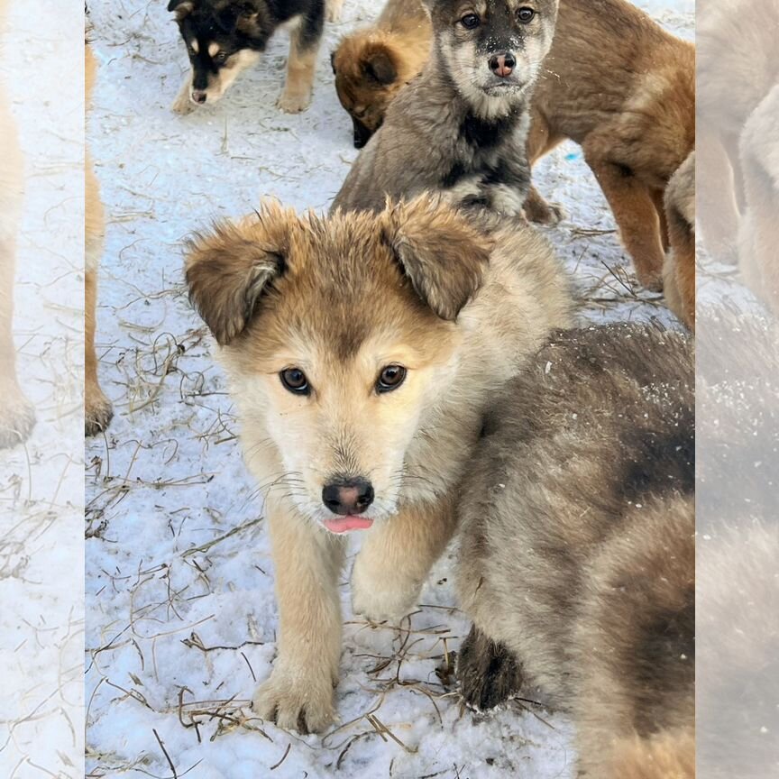 Отдам бесплатно щенки