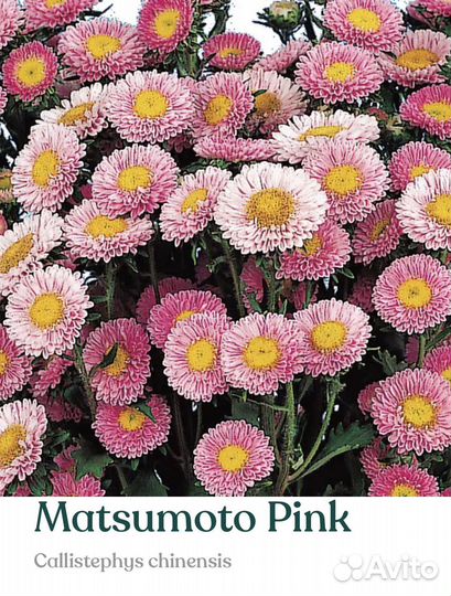 Рассада астры серии Мацумото