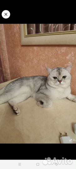 Шотландский кот вязка
