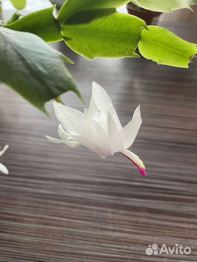 Цветок декабрист