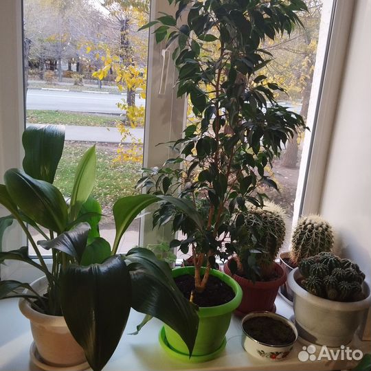 Продам цветы комнатные