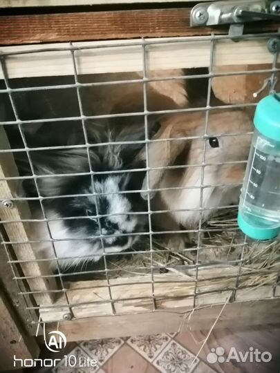 Продам декоративных кроликов