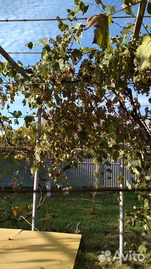 Продам виноград самосбор