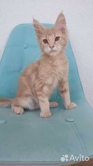 Солнечные мальчики Мейн-кун