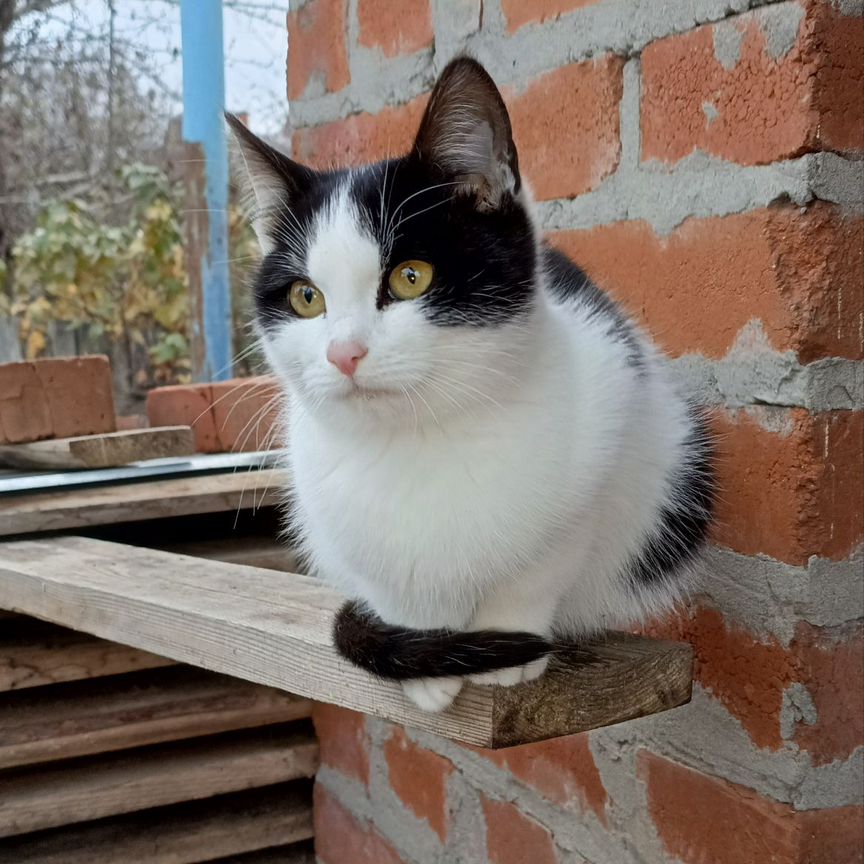 Котенок, кошка, кот