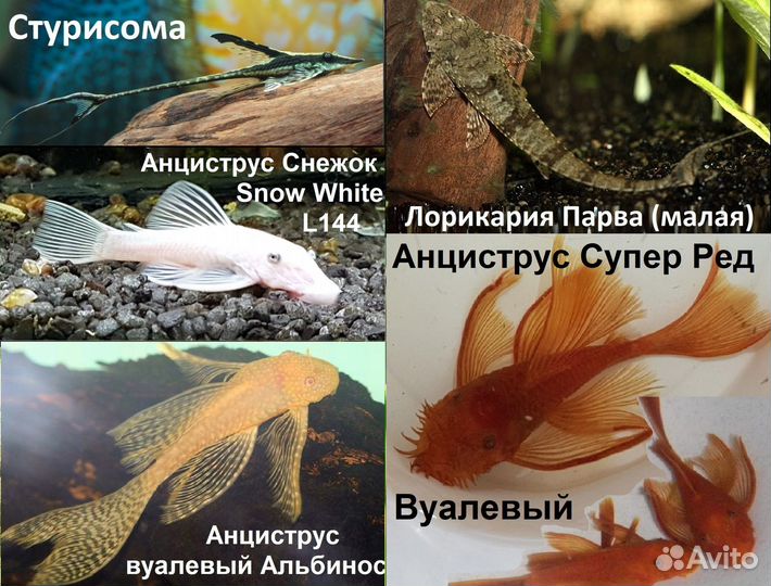 Рыбки, Креветки Амано, Петушки Севеллия Сомы Гуппи