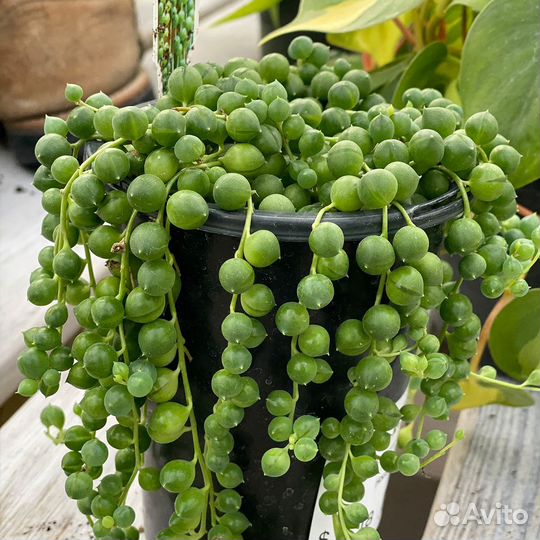 Крестовник роули