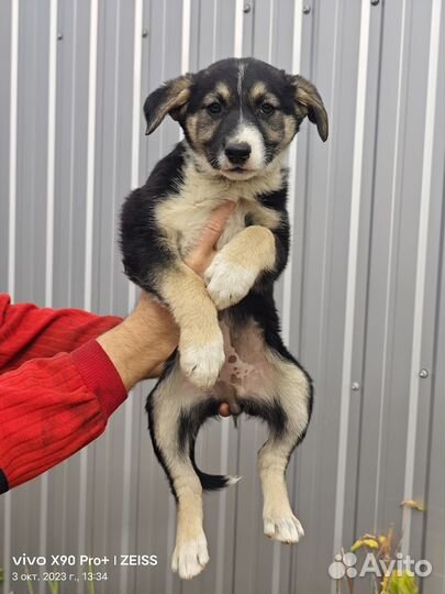 Собака щенок девочка в поисках семьи