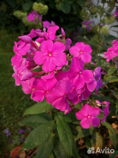 Флоксы многолетние