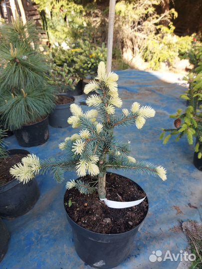 Picea pungens Bialobok С5 25-35см