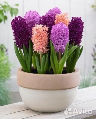 Гиацинт Микс Колор Твинс 2шт