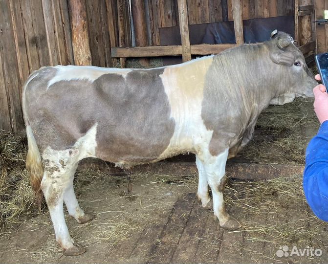 Продаётся бык