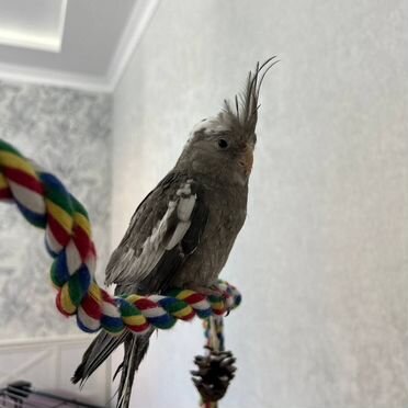 Попугай корелла с клеткой
