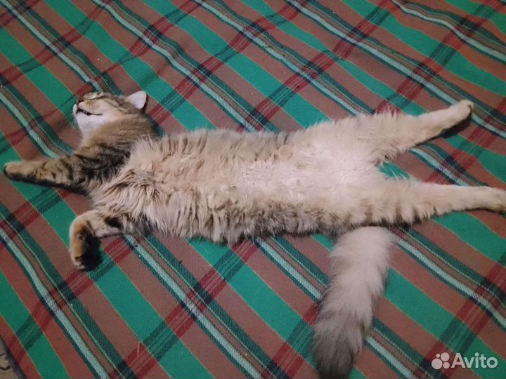 Кот Леопольд. 10 месяцев