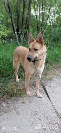 Собака кобель в добрые руки