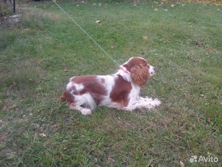 Кокер спаниель