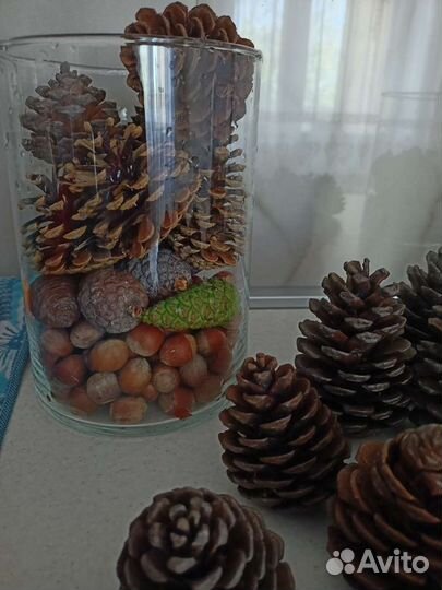 Шишки сосновые