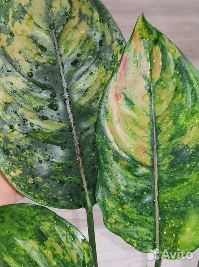 Аглаонема Маха Хенг