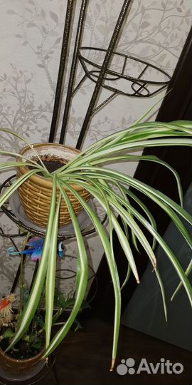 Комнатные растения цветы