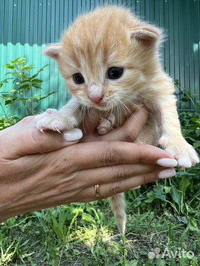 Милые котята ищут своих хозяев для любви и счастья