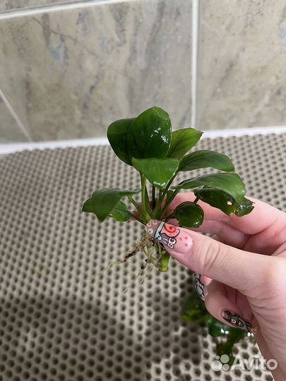 Аквариумные растения