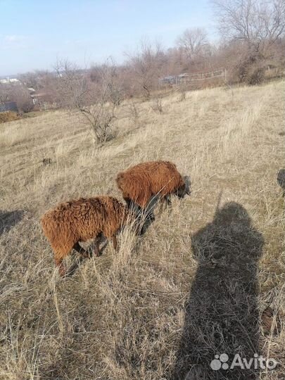 Курдючные племенные бараны