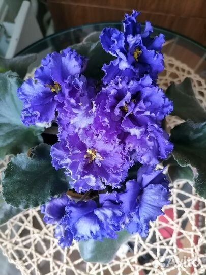 Комнатные растения цветы. Фиалки