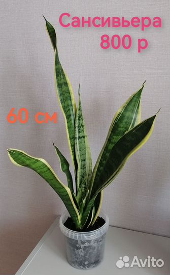 Сансевиерия