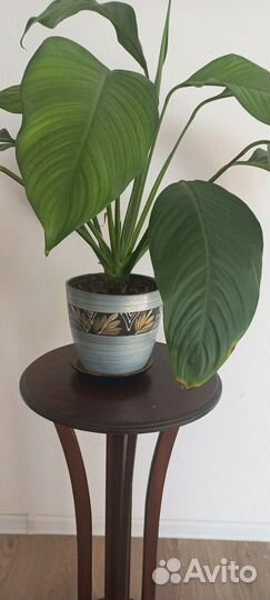 Спатифиллум