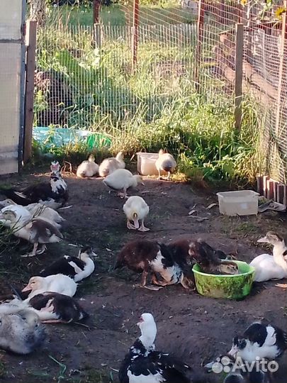 Утята индоутки