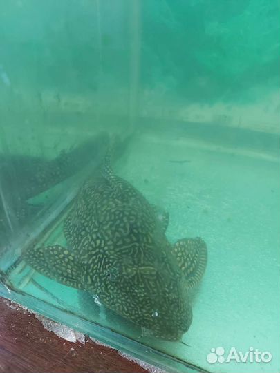 Аквариумная рыба