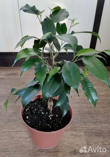 Фикус Бенджамина
