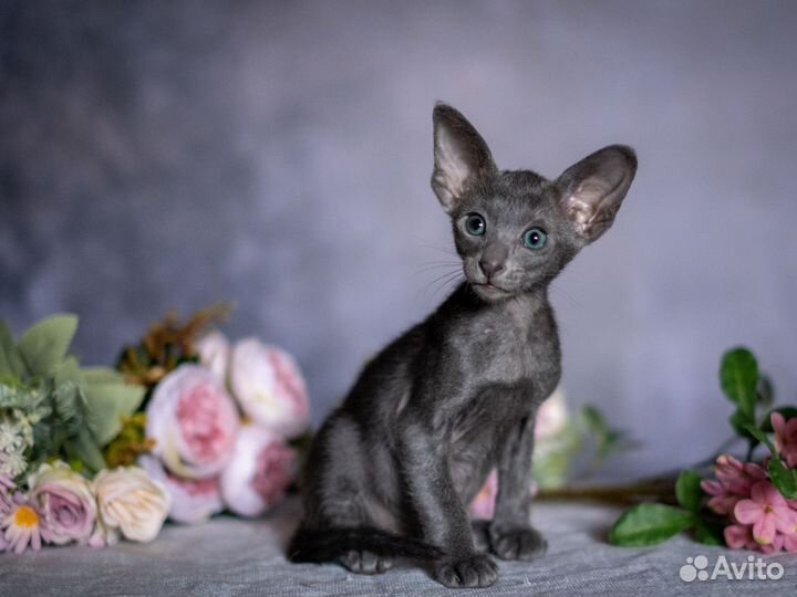 Ориентальные котята