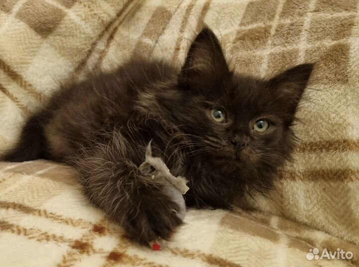 Котята в дар