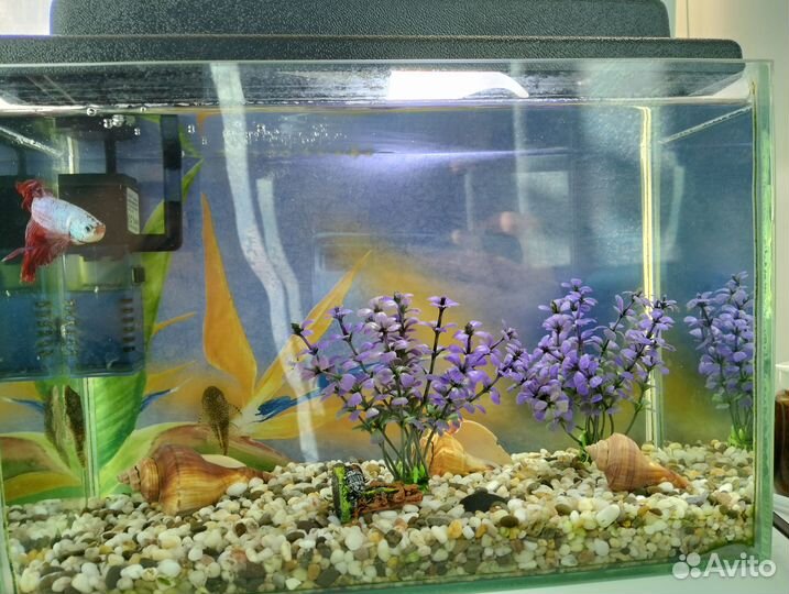Водное царство (Аквариум с рыбками)