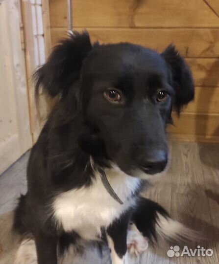 Собака в дар в добрые руки