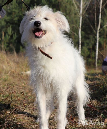 Собака Лола