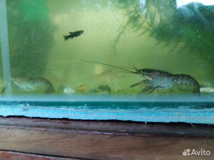 Австралийский рак