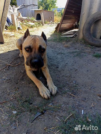 Кобель вязка кане корсо