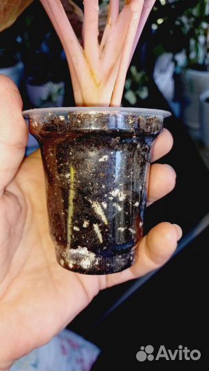 Аглаонема 10 карат