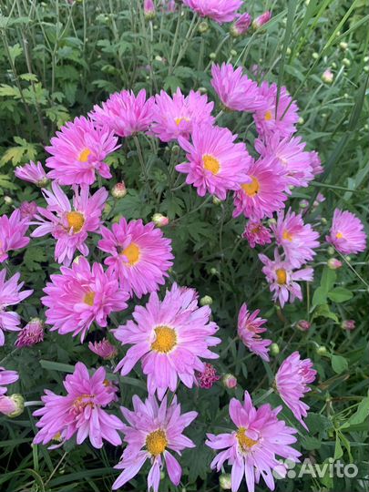 Садовые цветы