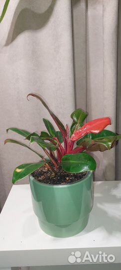 Филодендрон принц оранж