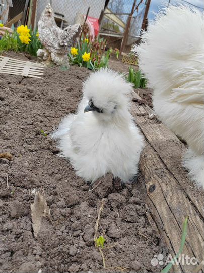 Петух Китайский шелковый