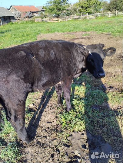 Продам тёлок 9 месяцев