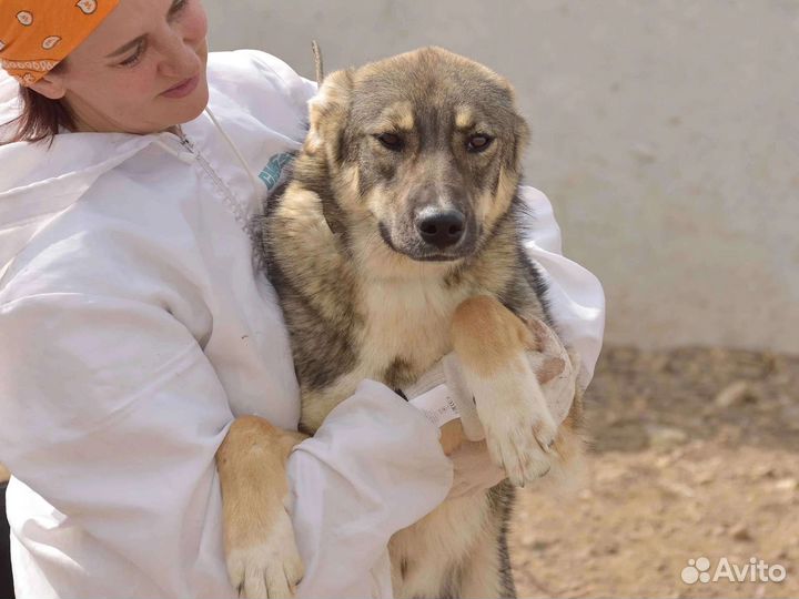 Лаврик